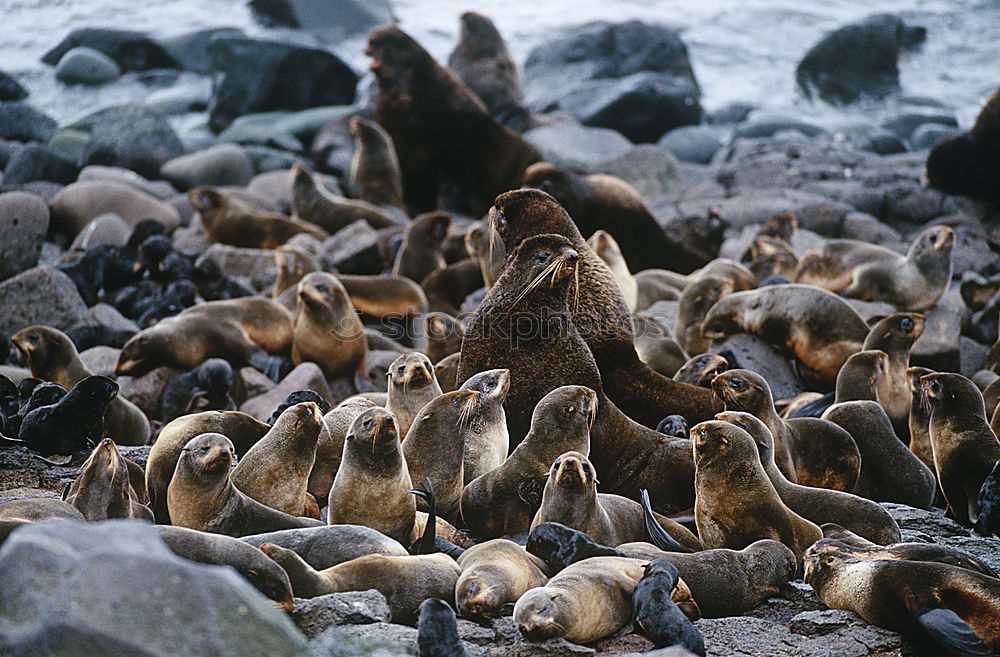 Similar – Cheeky seal Animal