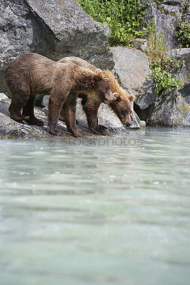 Similar – Brown bear on salmon catch