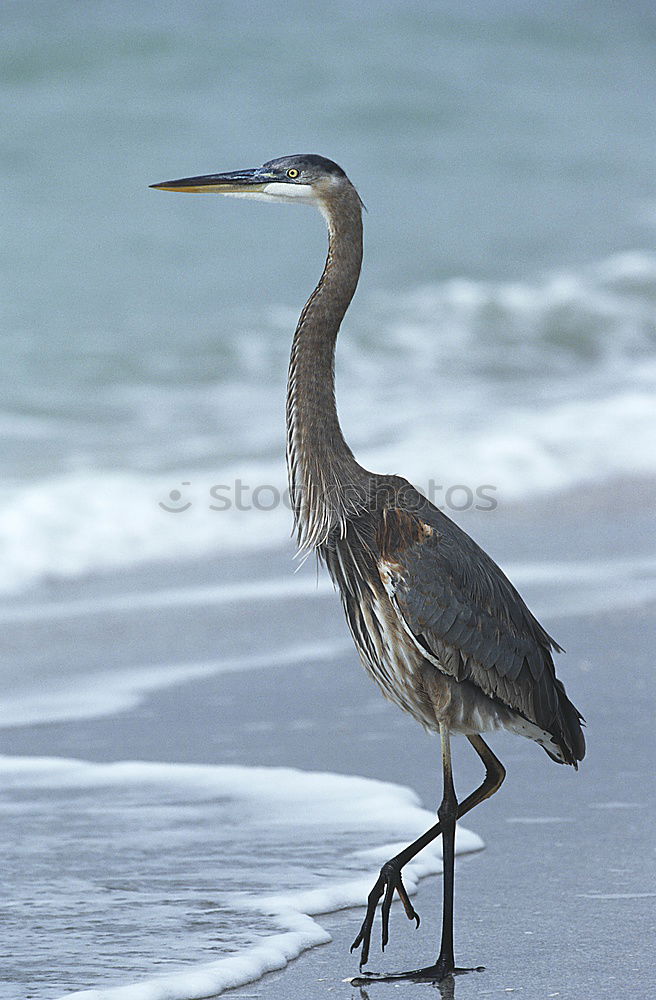 Similar – Grey Heron at the beach, Maldives