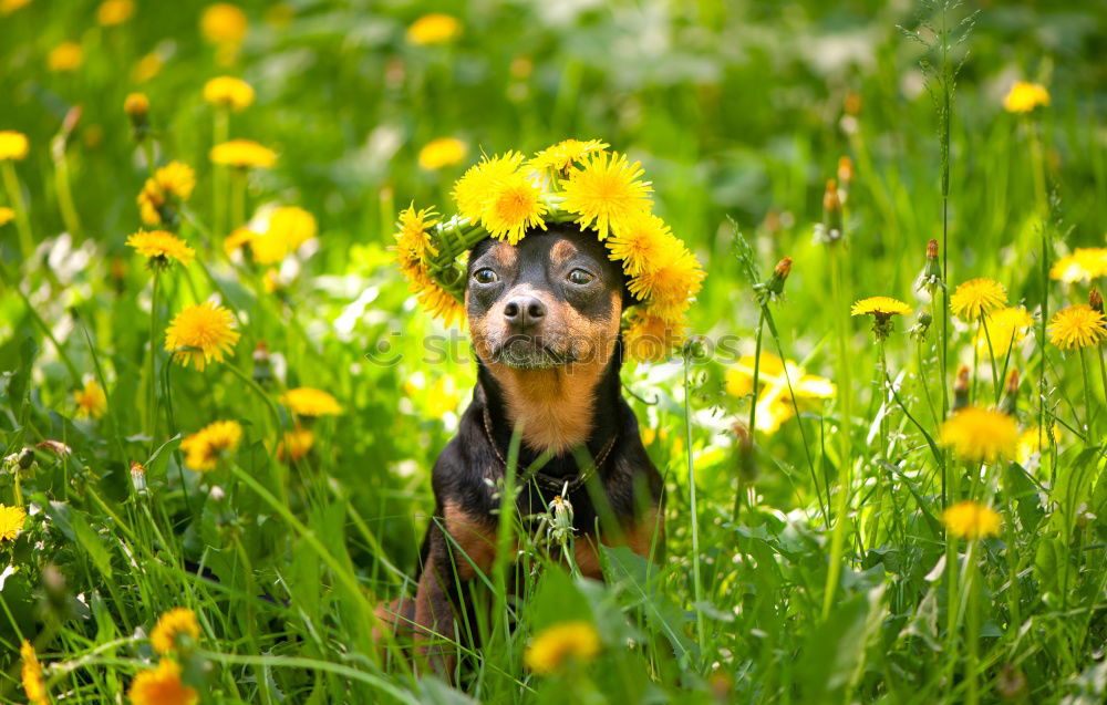 Similar – Image, Stock Photo DAYDREAMING Nature Flower