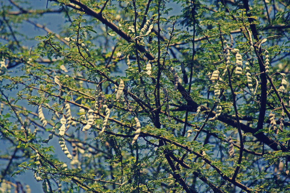 Similar – Blütengrün Baum Wiese Gras