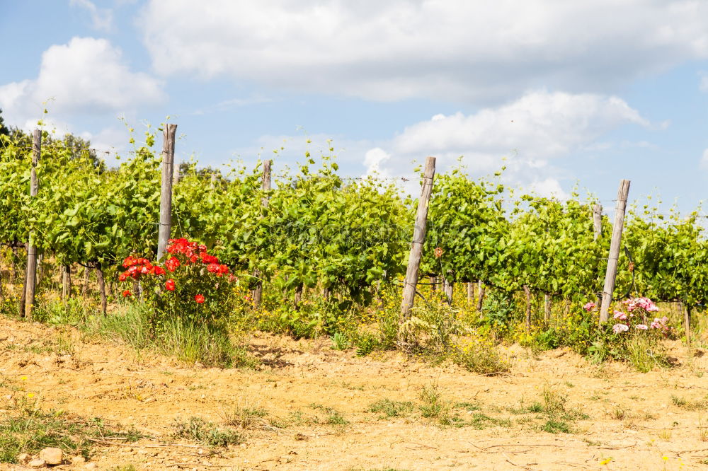 Similar – Old vines Environment