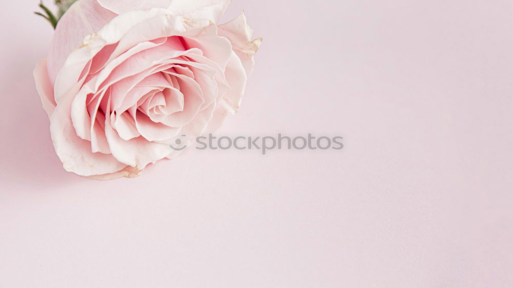 Similar – Image, Stock Photo Open envelope with flowers