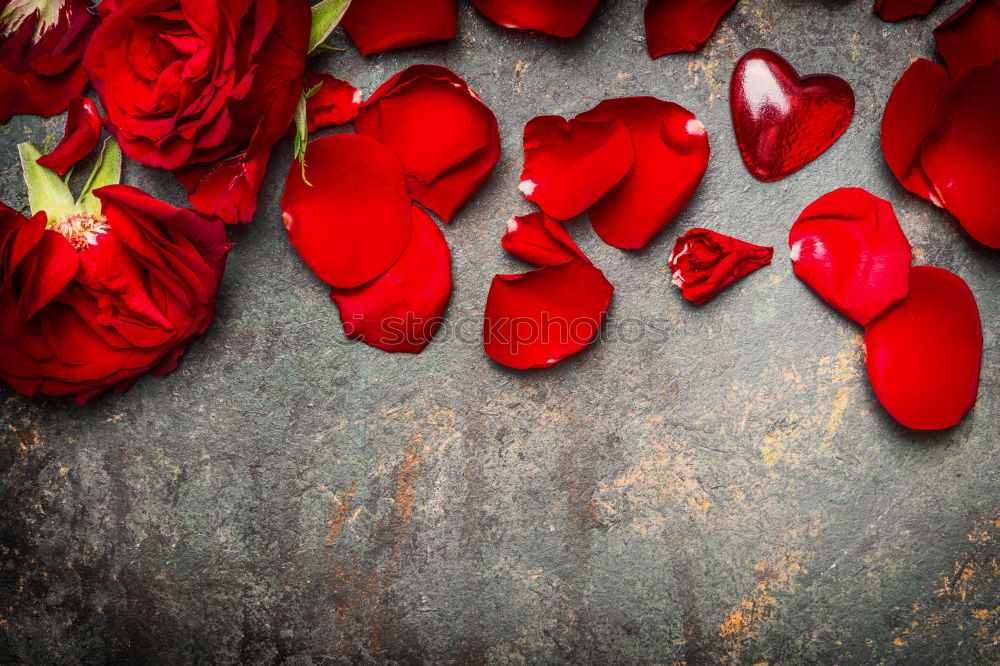 Similar – Background with red roses petals and hearts