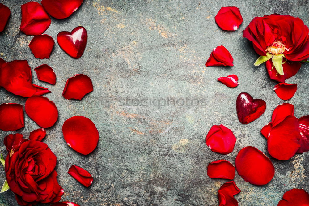 Similar – Background with red roses petals and hearts