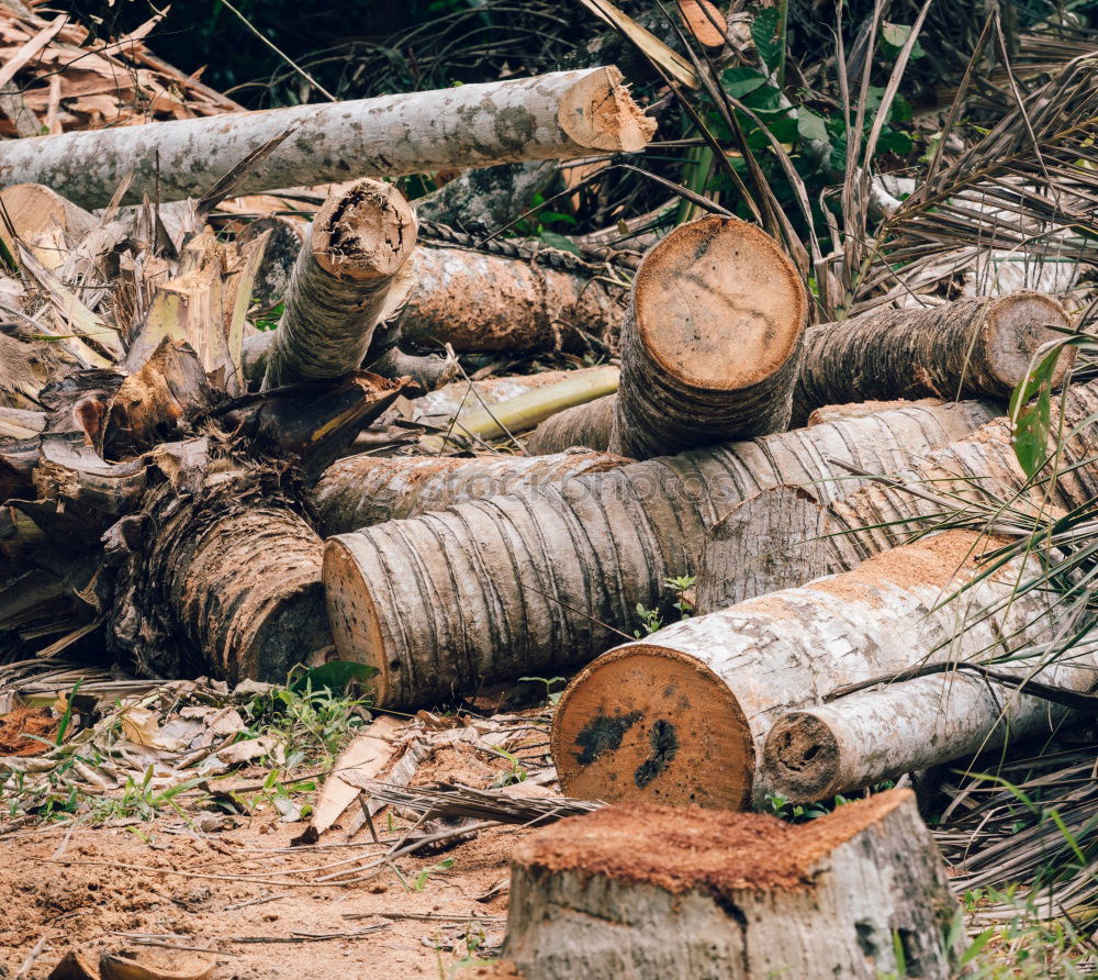 Similar – Holz vor der Hütte