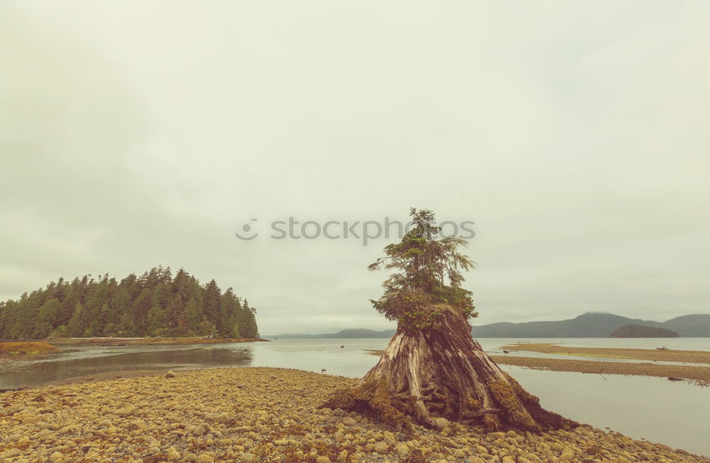 Similar – Foto Bild Morning, Tofino Strand