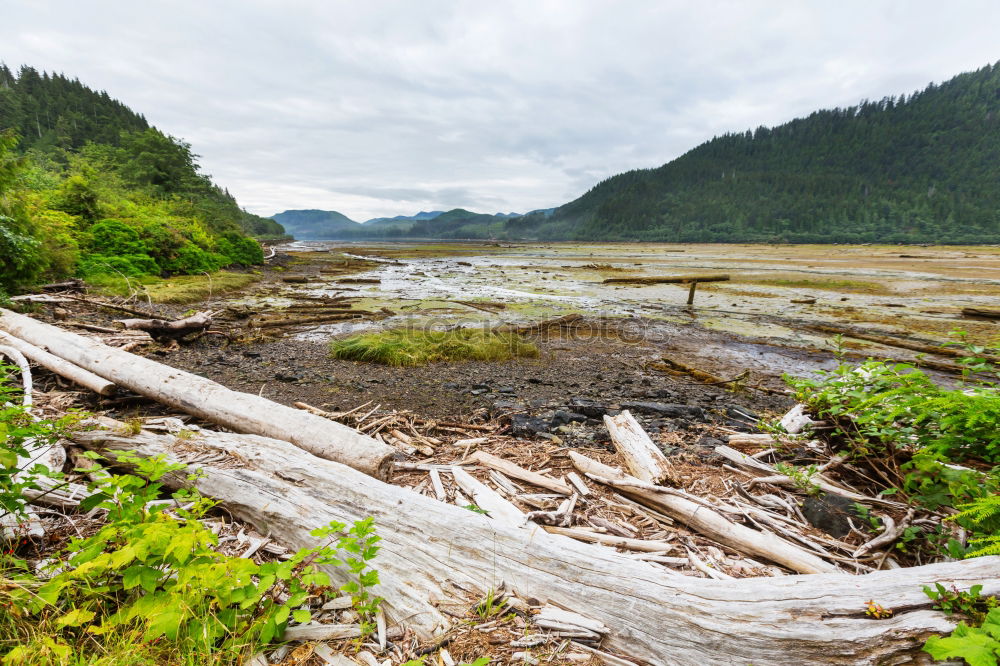 Similar – Long Beach Driftwood