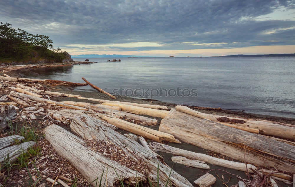 Similar – Long Beach Driftwood