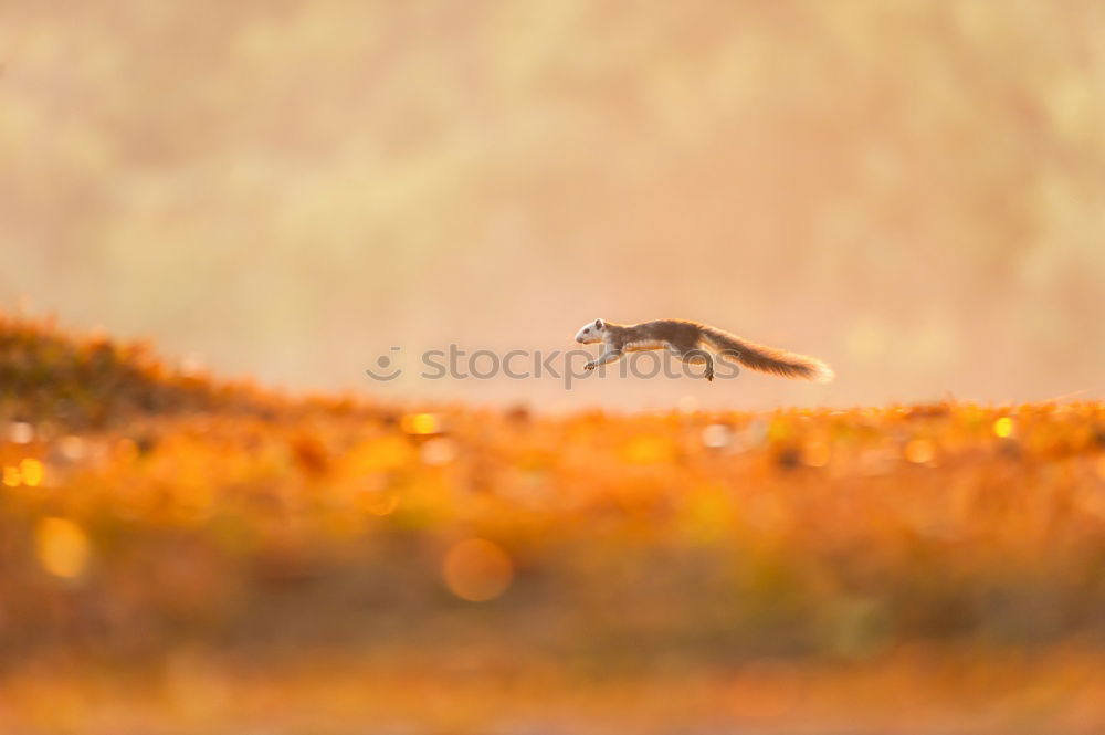 Similar – Image, Stock Photo fallow deer buck in beautiful autumn forest setting