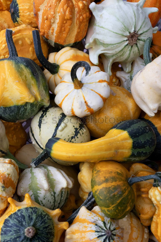 Similar – Image, Stock Photo pumpkin basket Food Fruit