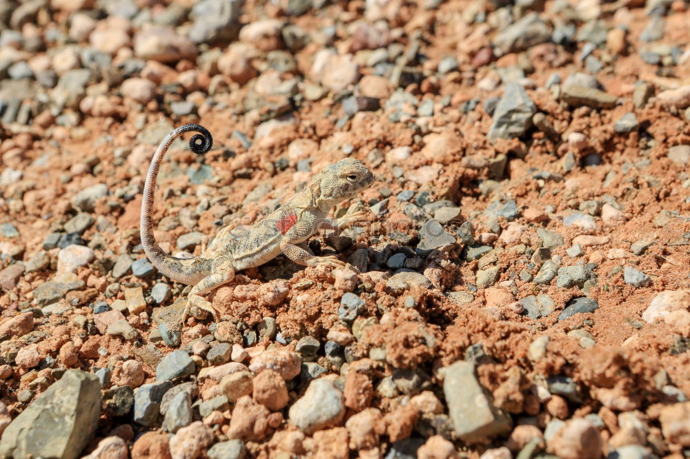 Similar – Image, Stock Photo On the journey Ant Hiking