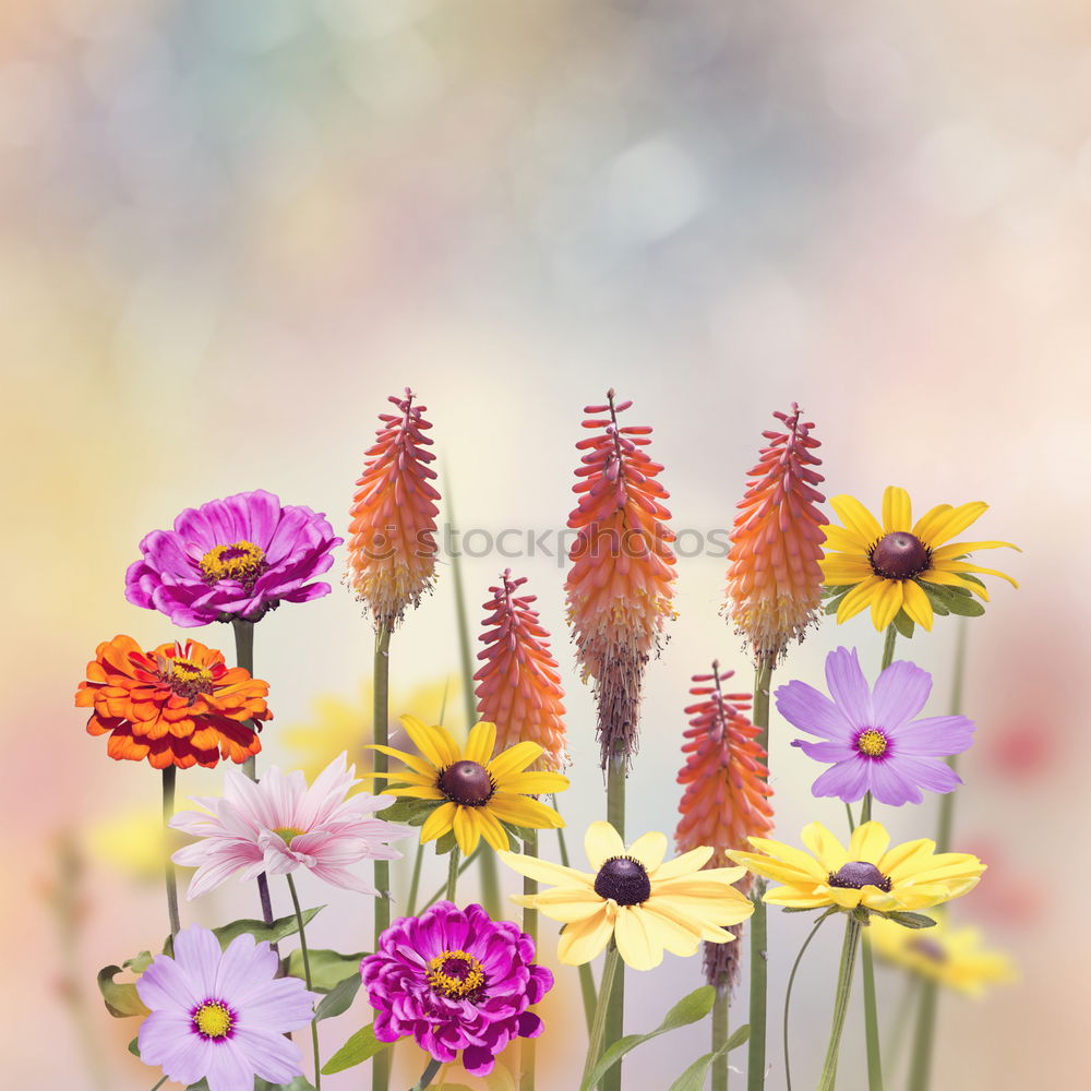 Similar – Image, Stock Photo Ostrich (colorful) Nature