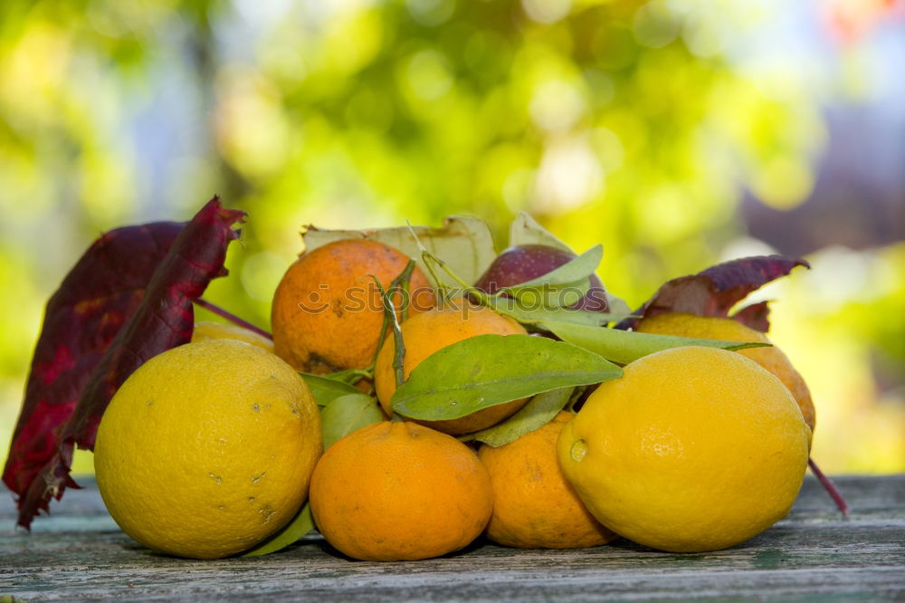 Similar – Image, Stock Photo Quince Physalis Chestnut Rose Hip