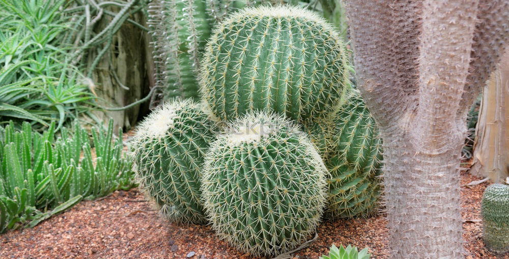 Similar – spiked parade Cactus Green