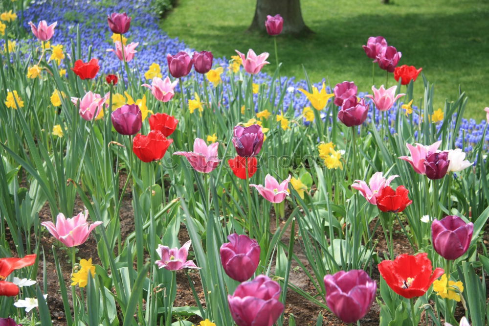 Similar – tulip garden