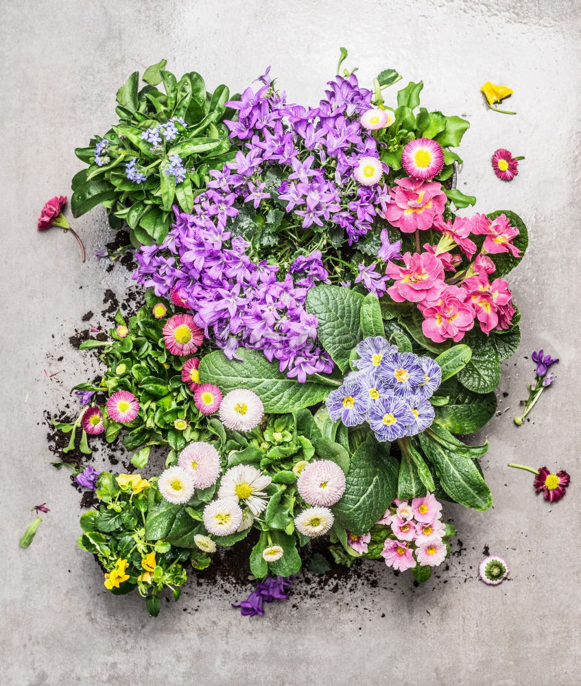 Similar – Selection of summer garden flowers in pots