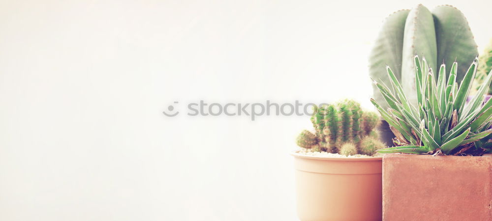 Similar – Image, Stock Photo Woman’s hands transplanting plant.