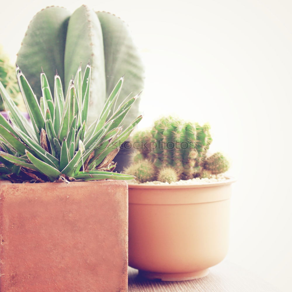 Similar – Image, Stock Photo cactus as houseplant with hanging leaves in a pot on the shelf at home