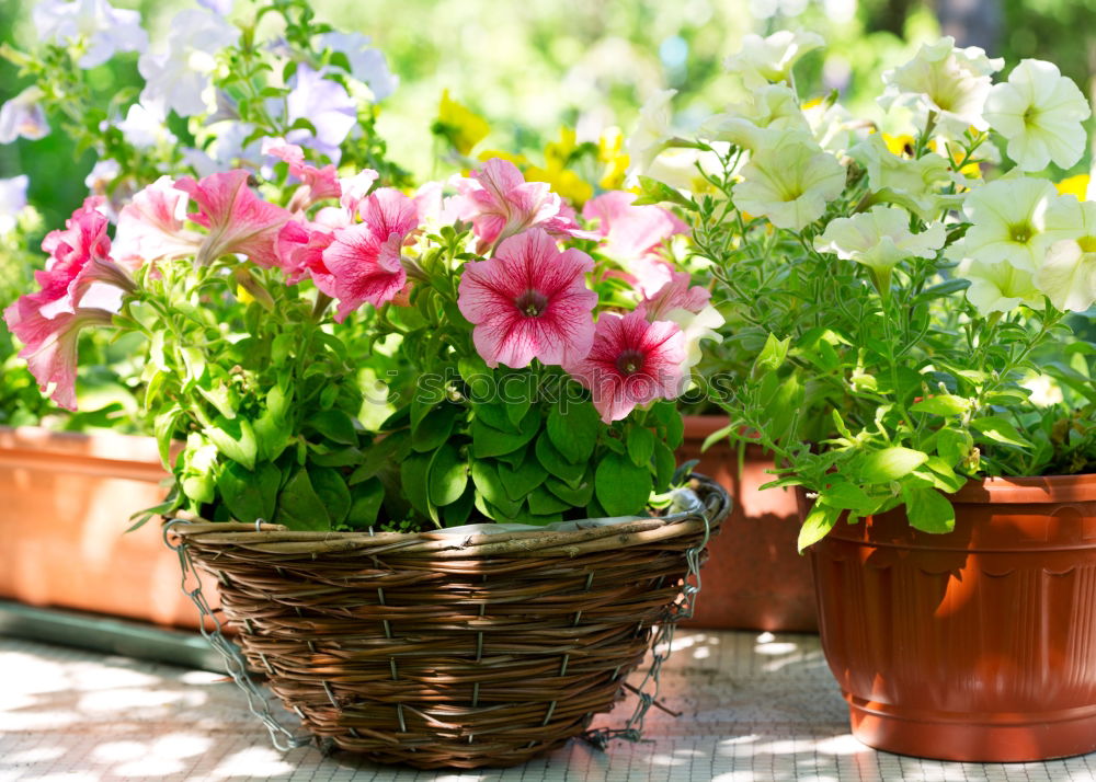 Similar – Ranunculus flowerpots