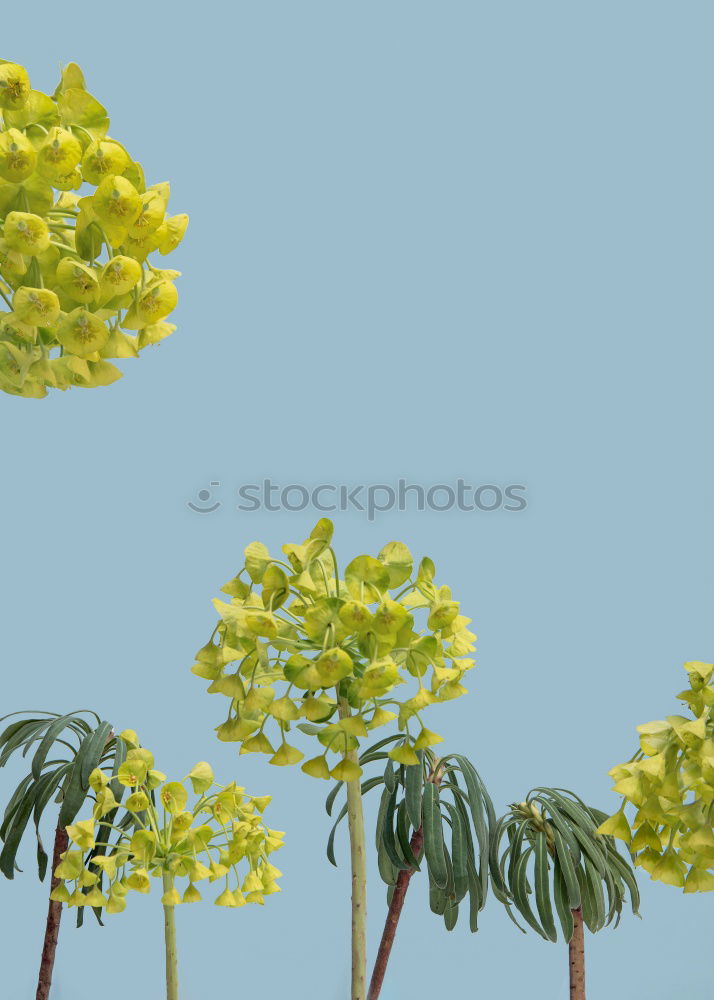 Similar – Image, Stock Photo Gertrude. Plant Esthetic