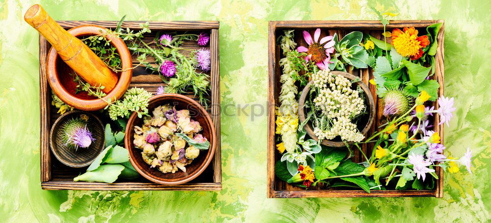 Similar – Herbs medicine flowers