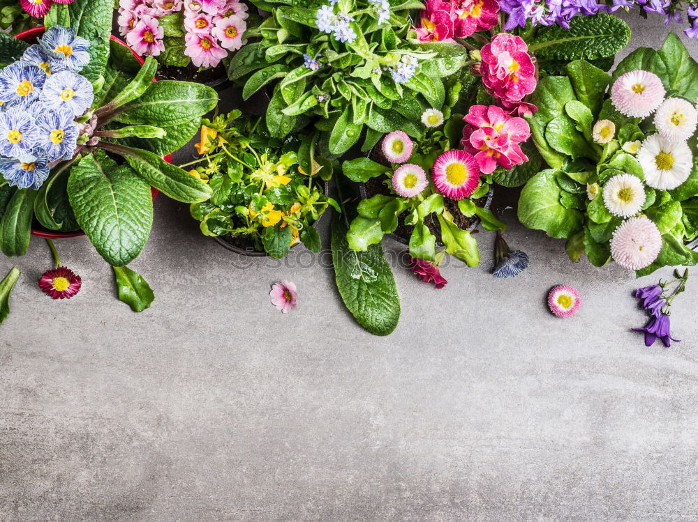 Similar – Summer flowers Plants with flowers and leaves