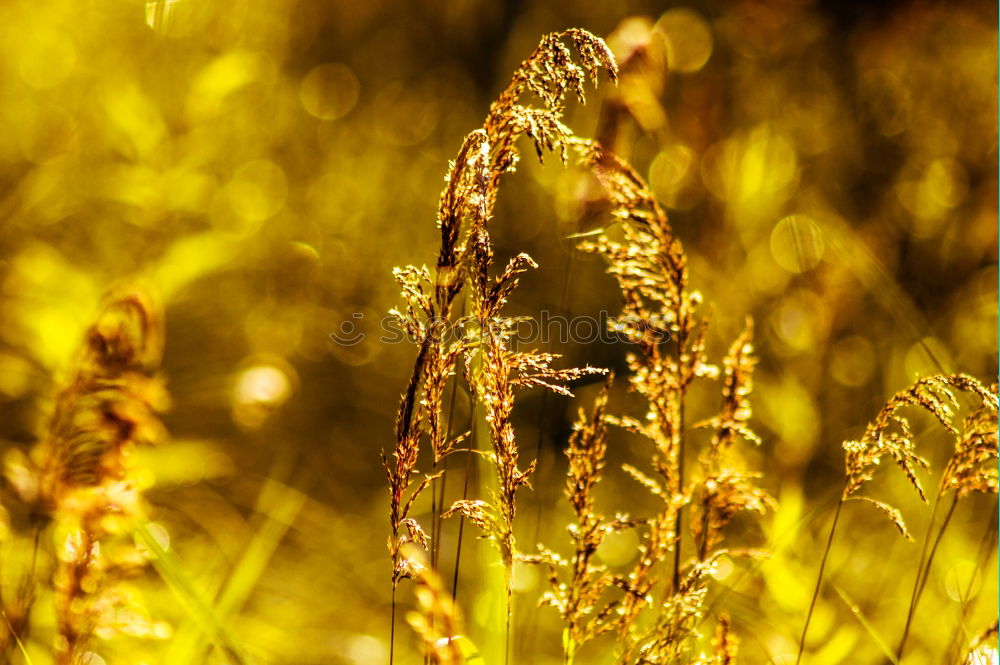 grass Grass Light Green