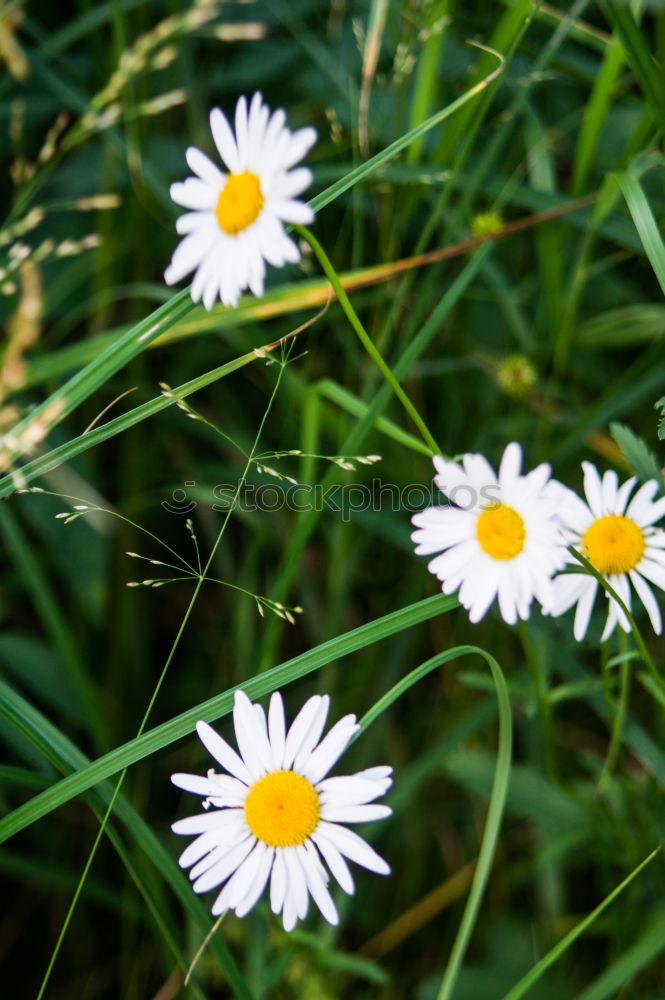 Similar – little flowers Daisy