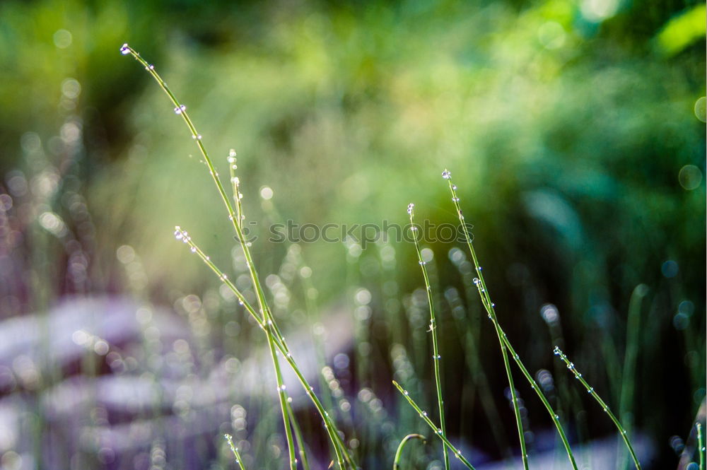 Similar – Image, Stock Photo lawn edge Exterior shot