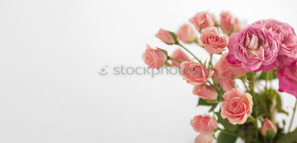 Similar – Beautiful flowers on grey