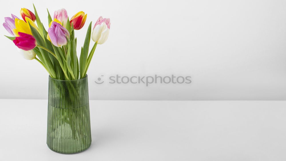 Similar – TulipsStill Blossoming