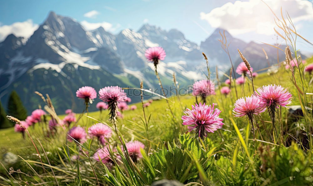 Similar – Crocus blooms in the foreground, behind it a mountain range