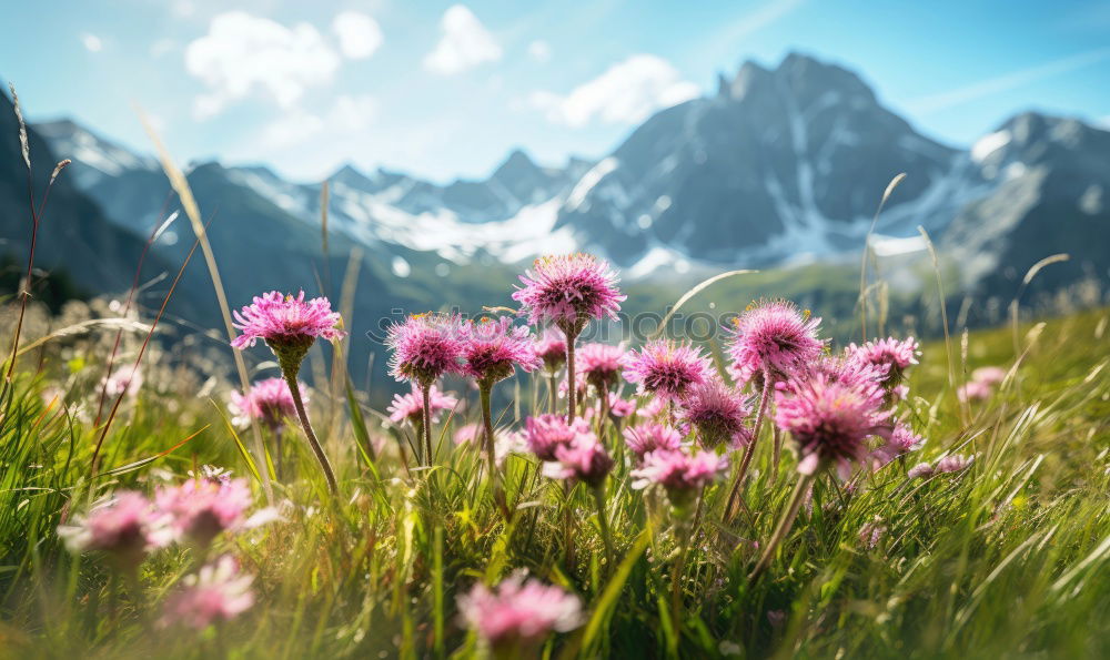 Image, Stock Photo alpine meadow Environment