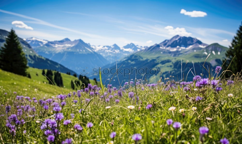 Similar – Image, Stock Photo alpine meadow Environment