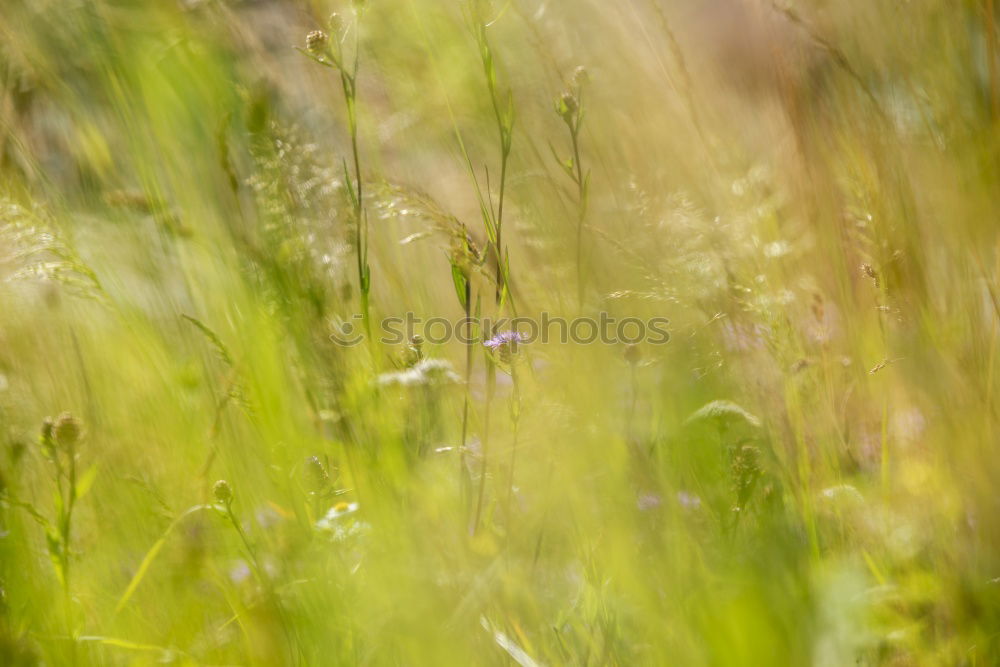 green stuff Grass Green