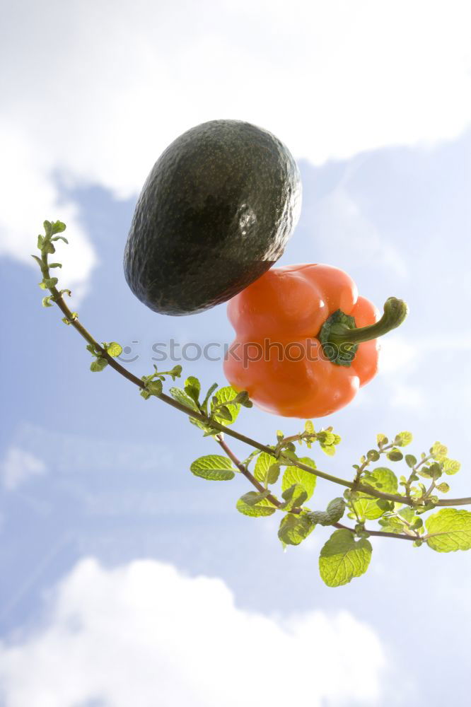 Image, Stock Photo I’m out of place. Orange tree.