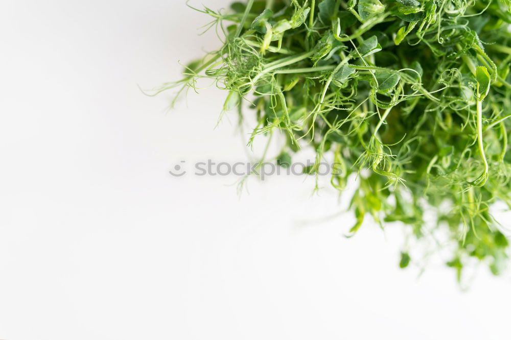 Similar – Image, Stock Photo rocket salad Food