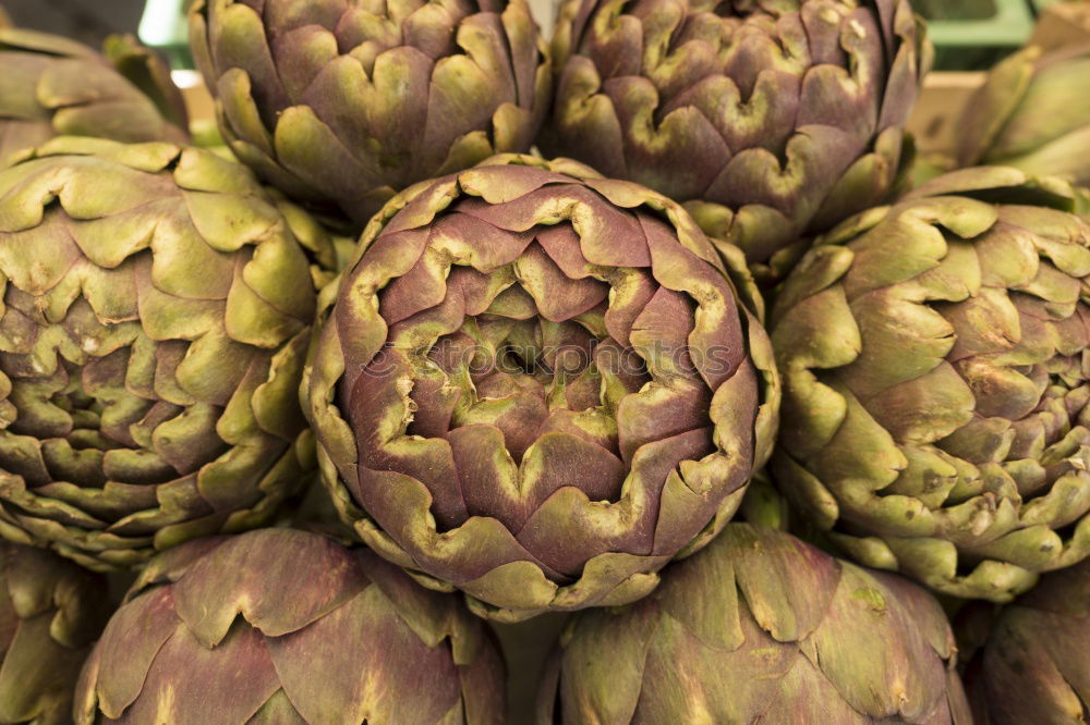 Similar – Arti the shock. Artichoke