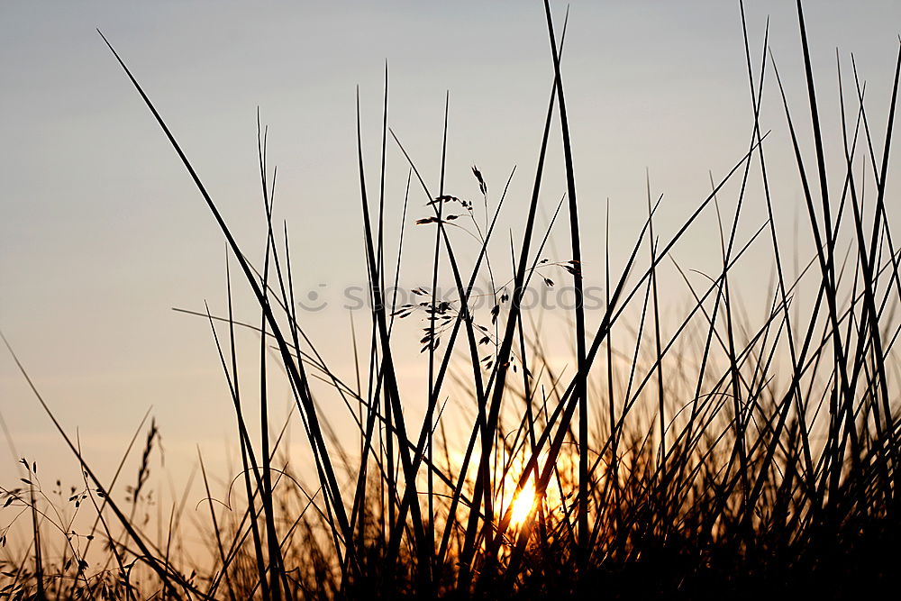 Similar – Looking through the grass (I)