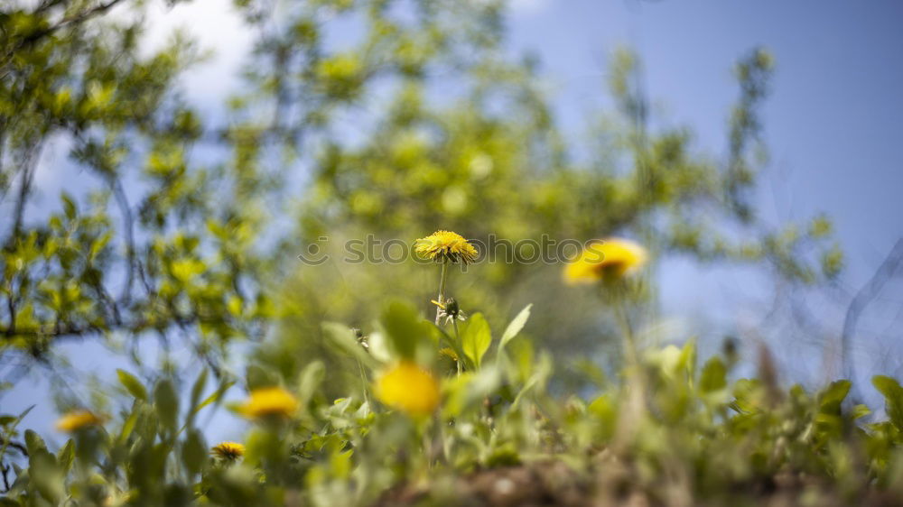 Similar – Image, Stock Photo Roadside. Environment