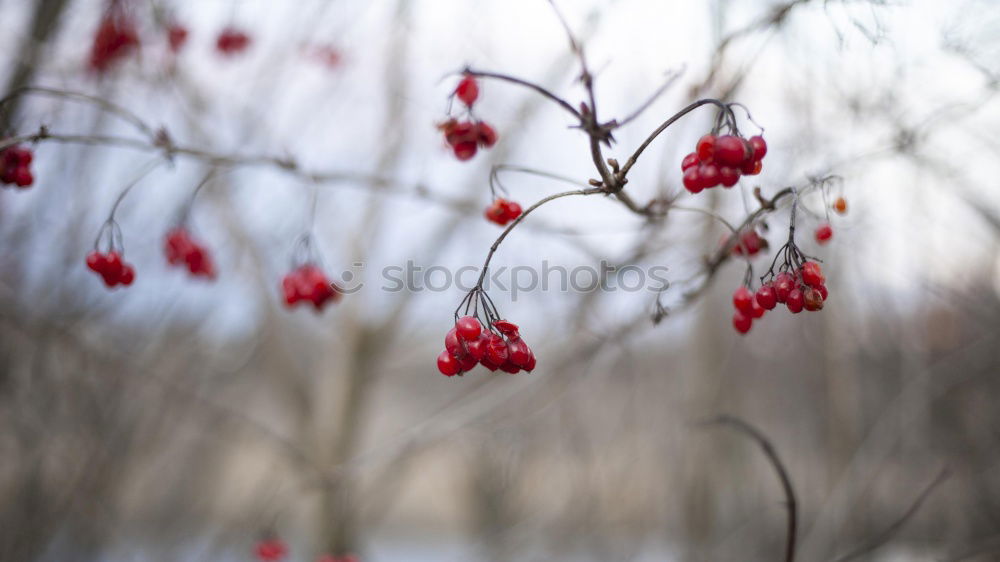 Similar – Image, Stock Photo Rowan branch in the snow