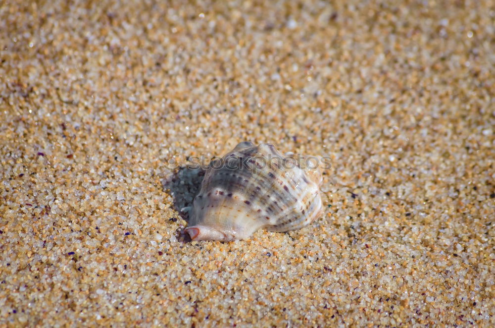 Similar – gestreifte Muschel liegt im Sand