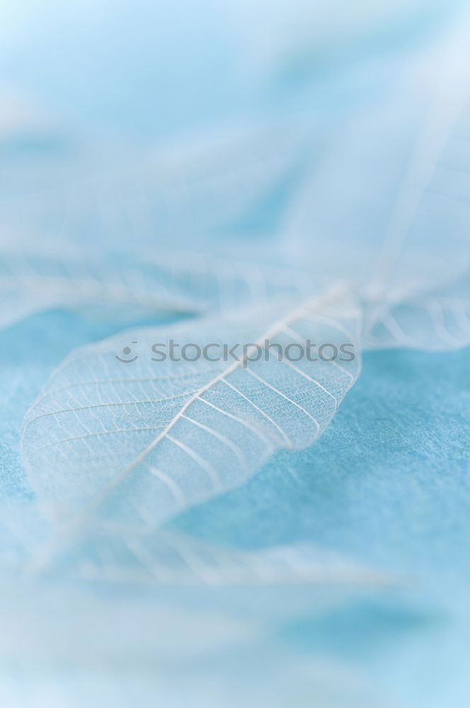 Similar – Image, Stock Photo forest grass