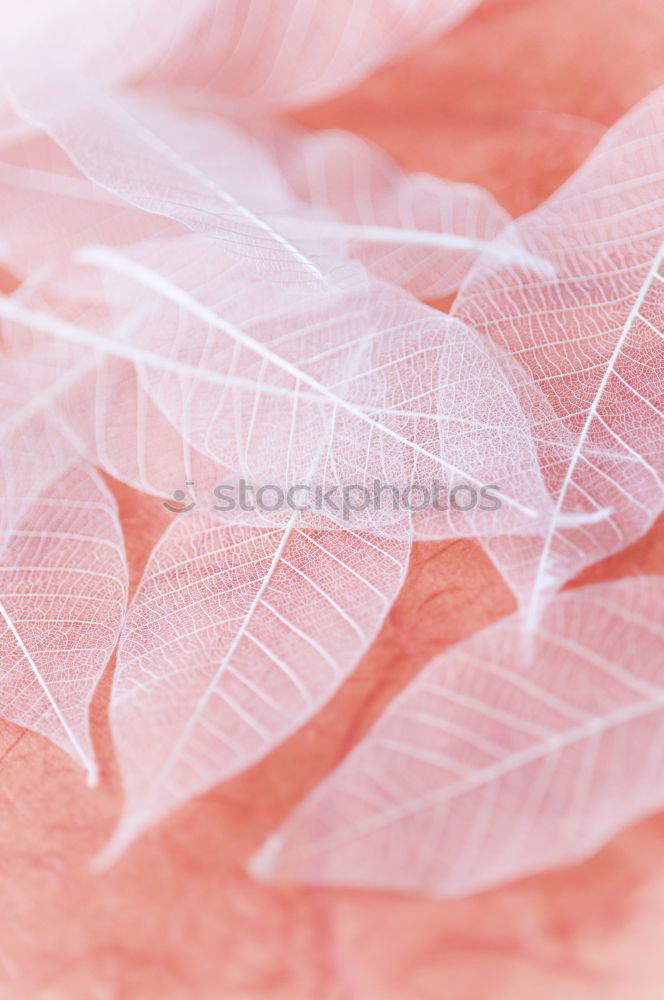 Similar – Image, Stock Photo Three red dried skeleton leaves in corner on pink paper