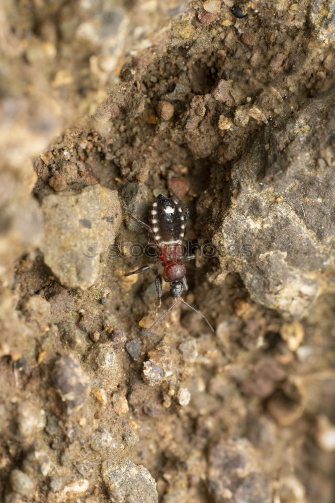 red bug sits on wall