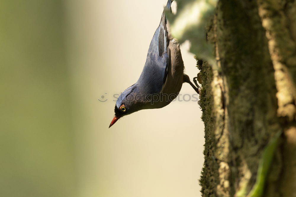 Image, Stock Photo nuthatch Nature Animal