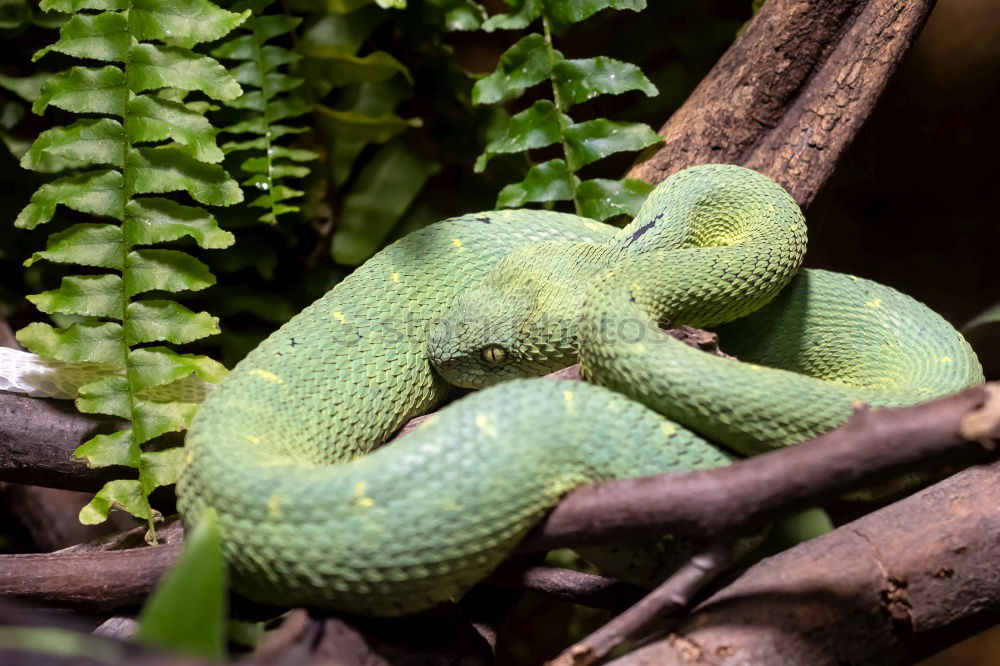 Similar – closeup of beautiful and dangerous european nose horned viper