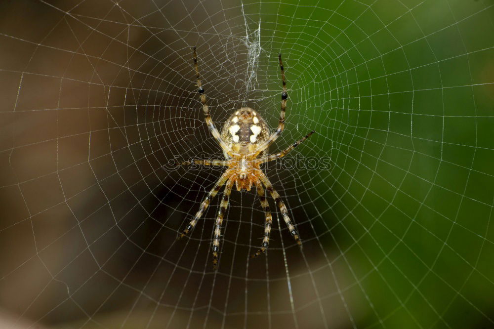 Similar – Image, Stock Photo wasp spider Nature