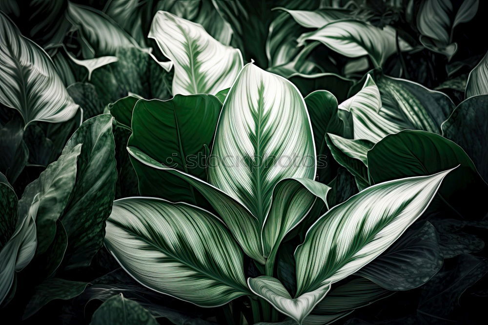 Similar – Image, Stock Photo Tropical jungle leaves with water drops